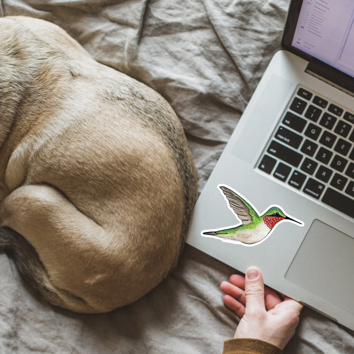 Hummingbird Vinyl Sticker